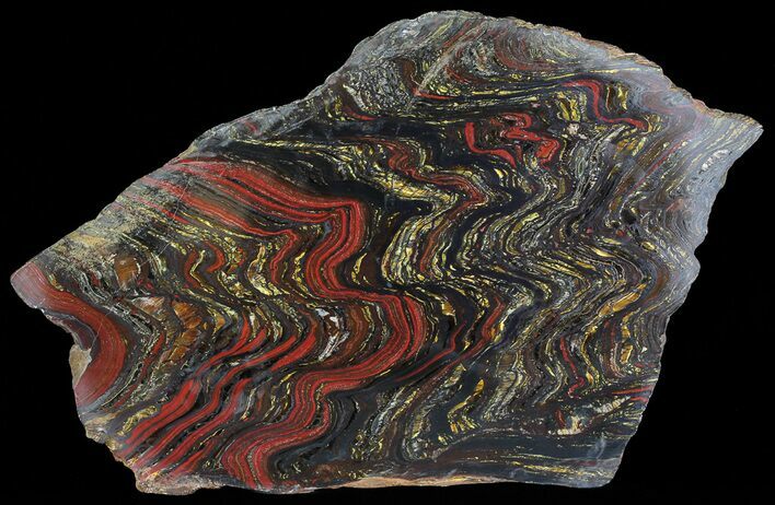 Polished Tiger Iron Stromatolite - ( Billion Years) #65356